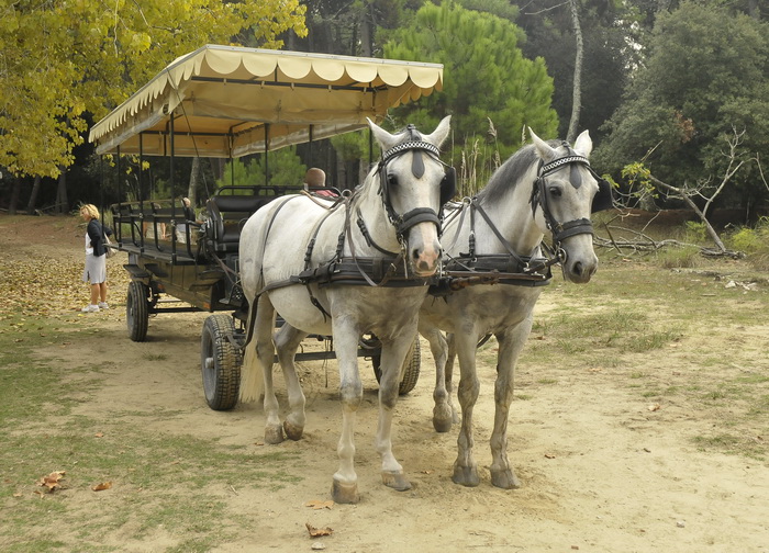 Tenuta di San Rossore - Riserva del Paduletto